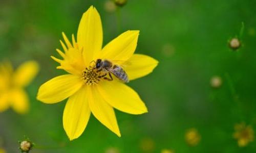 Bee pollinating yellow flower